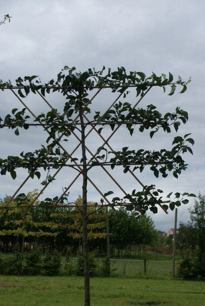  Sierpeer Als Leiboom (Pyrus Calleryana 'Chanticleer')