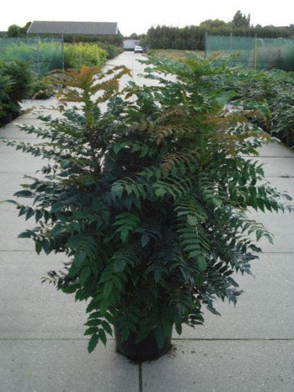  Mahoniestruik (Mahonia Media 'Winter Sun')