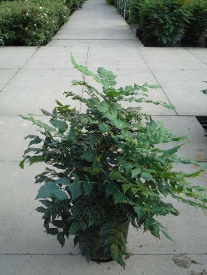  Chinese Mahoniestruik (Mahonia Bealei 'Hivernant')
