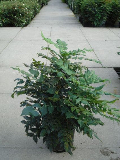  Chinese Mahoniestruik (Mahonia Bealei 'Hivernant')