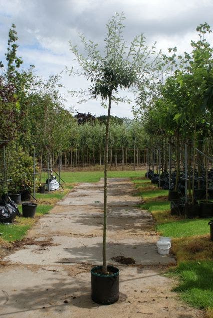  Treursierpeer (Pyrus Salicifolia 'Pendula')