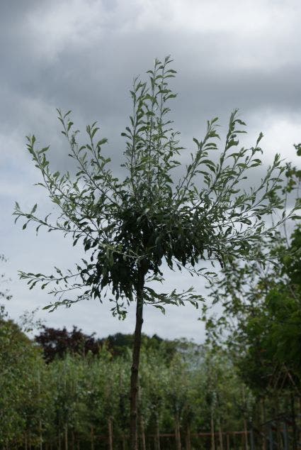  Treursierpeer (Pyrus Salicifolia 'Pendula')