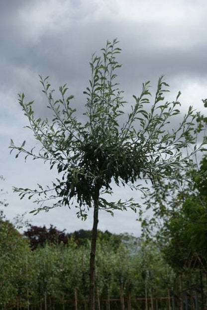  Treursierpeer (Pyrus Salicifolia 'Pendula')