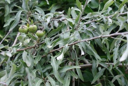  Treursierpeer (Pyrus Salicifolia 'Pendula')