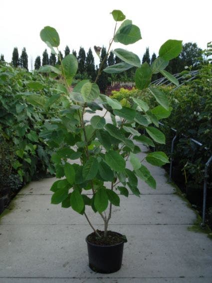  Beverboom (Magnolia Sieboldii)