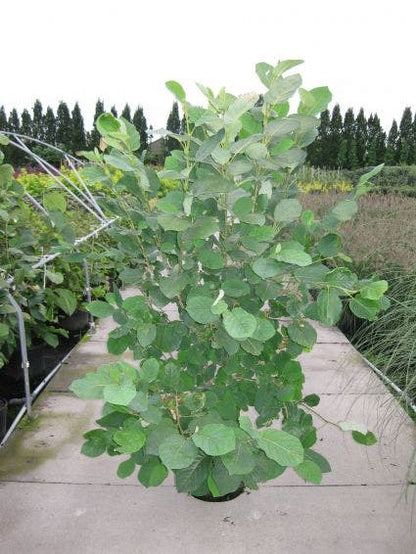  Beverboom (Magnolia Sieboldii)