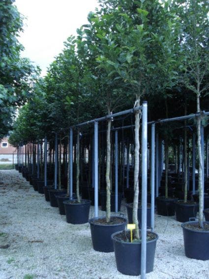  Beverboom (Magnolia Kobus)