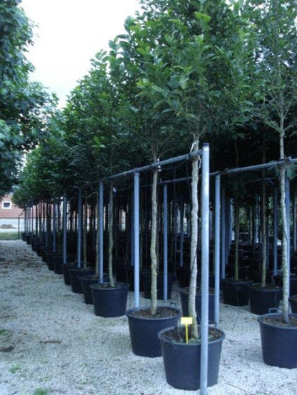  Beverboom (Magnolia Kobus)