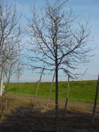  Beverboom (Magnolia Kobus)