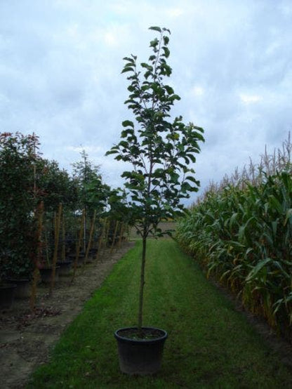  Beverboom (Magnolia 'Yellow River')