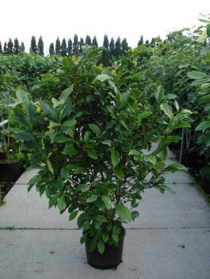  Beverboom Als Struik (Magnolia Susan)