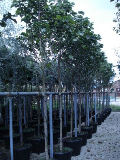  Beverboom (Magnolia 'Galaxy')