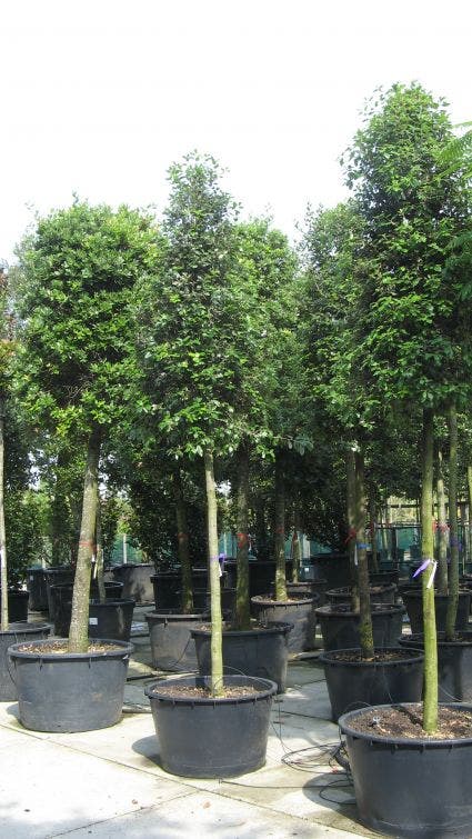  Steeneik Als Boom (Quercus Ilex)