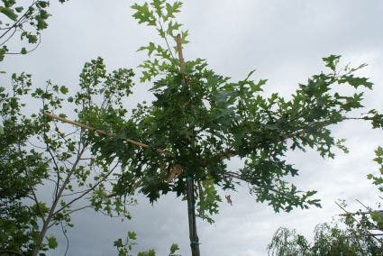  Moeraseik Als Dakboom (Quercus Palustris)
