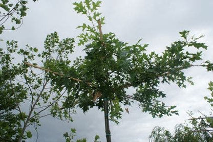  Moeraseik Als Dakboom (Quercus Palustris)