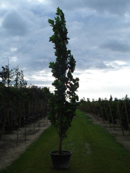  Tulpenboom (Liriodendron Tulipfera 'Fastigiata')