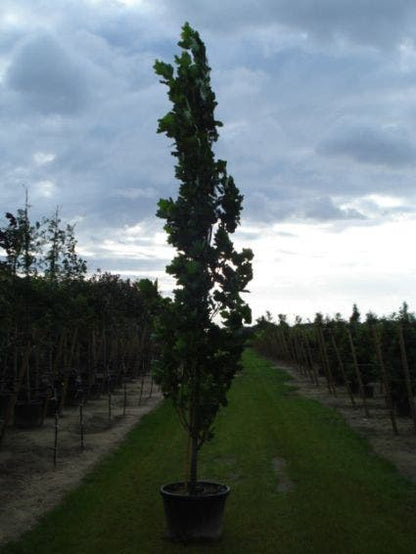  Tulpenboom (Liriodendron Tulipfera 'Fastigiata')