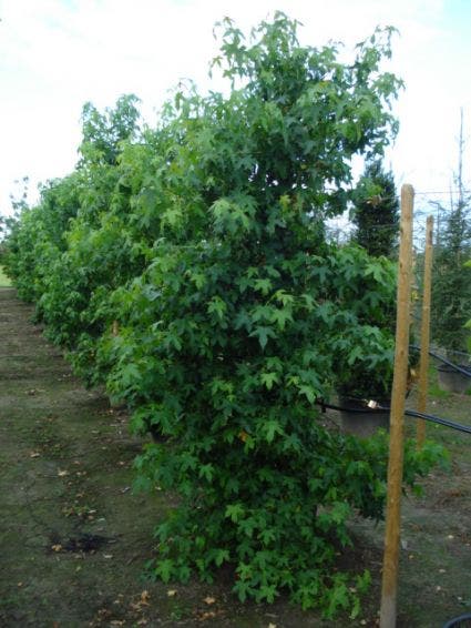  Amberboom Als Struik (Liquidambar Styraciflua)