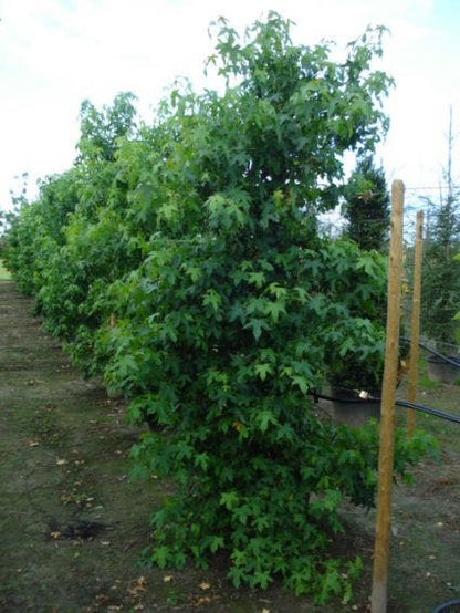  Amberboom Als Struik (Liquidambar Styraciflua)