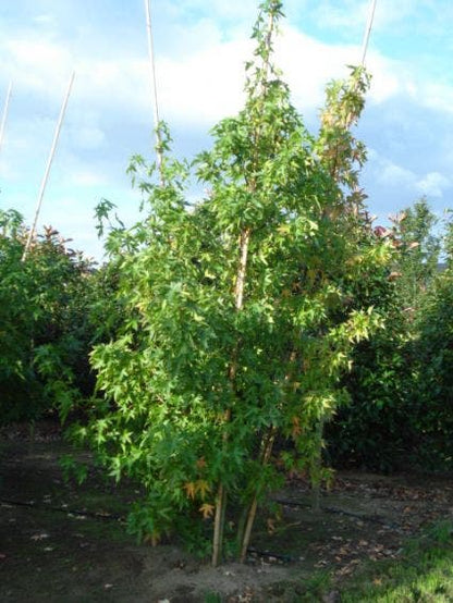  Amberboom Als Struik (Liquidambar Styraciflua 'Worplesdon')