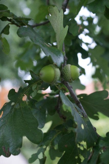  Zomereik (Quercus Robur)