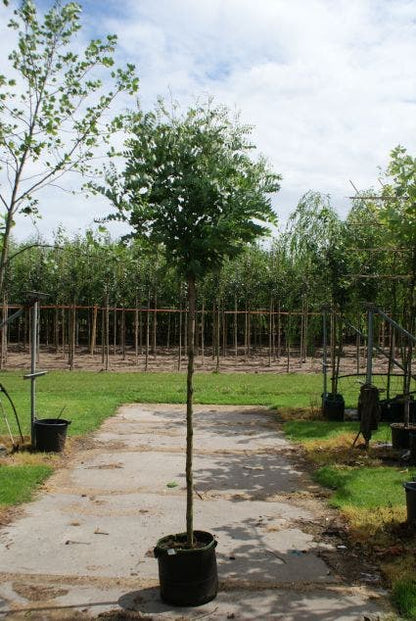  Bolacacia (Robinia Pseudoacacia 'Umbraculifera')