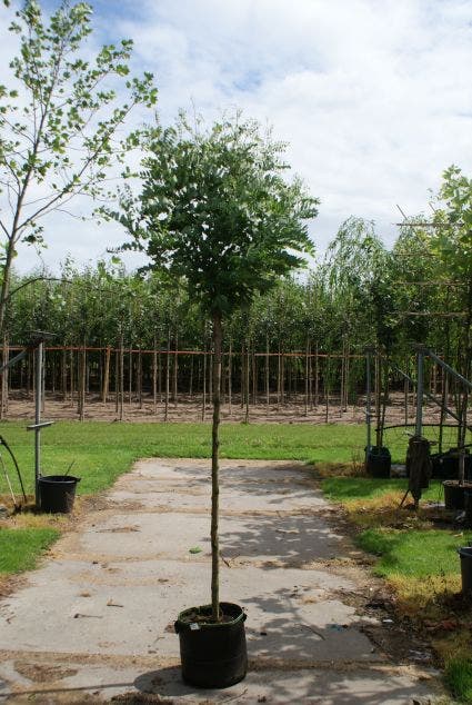  Bolacacia (Robinia Pseudoacacia 'Umbraculifera')