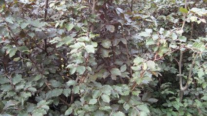  Rode Beukenboom (Fagus Sylvatica 'Atropunicea' )