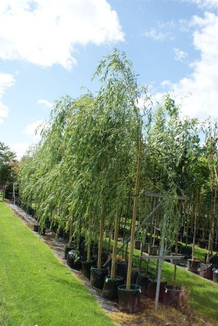  Treurwilg (Salix Sepulcralis 'Chrysocoma')