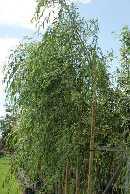  Treurwilg (Salix Sepulcralis 'Chrysocoma')