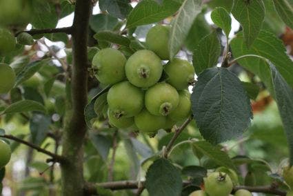  Sierappel (Malus 'Golden Hornet')