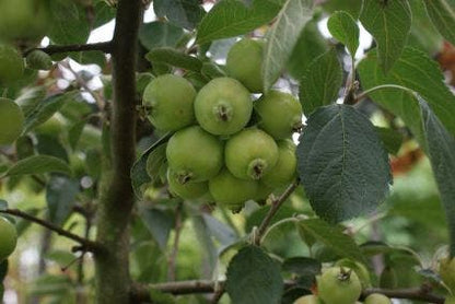  Sierappel (Malus 'Golden Hornet')