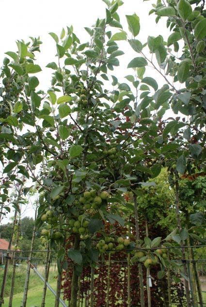  Sierappel (Malus 'Golden Hornet')