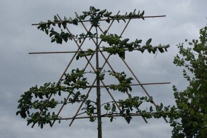  Sierappel Als Leiboom (Malus 'Evereste')