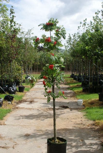  Gewone Lijsterbes (Sorbus Aucuparia)