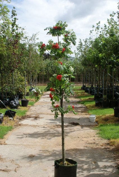  Gewone Lijsterbes (Sorbus Aucuparia)