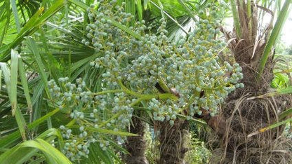  Winterharde Palm (Trachycarpus Fortunei)