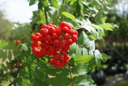  Gewone Lijsterbes (Sorbus Aucuparia)