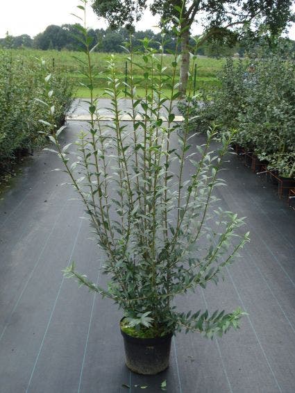  Liguster (Ligustrum Vulgare 'Atrovirens')