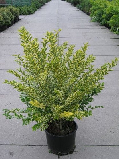  Liguster (Ligustrum Ovalifolium 'Aureum')