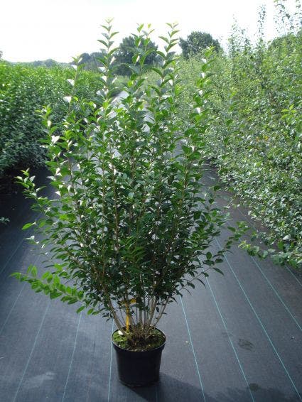  Ligusterhaag (Ligustrum Ovalifolium)