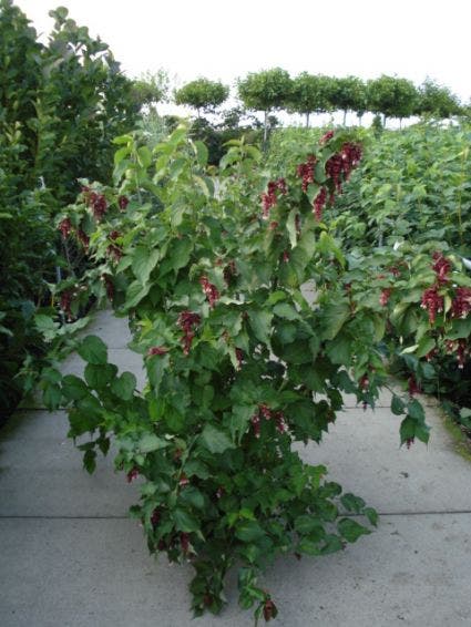  Fazantenbes (Leycesteria Formosa 'Purple Rain')