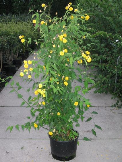  Ranonkelstruik (Kerria Japonica 'Pleniflora')