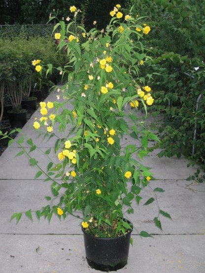  Ranonkelstruik (Kerria Japonica 'Pleniflora')