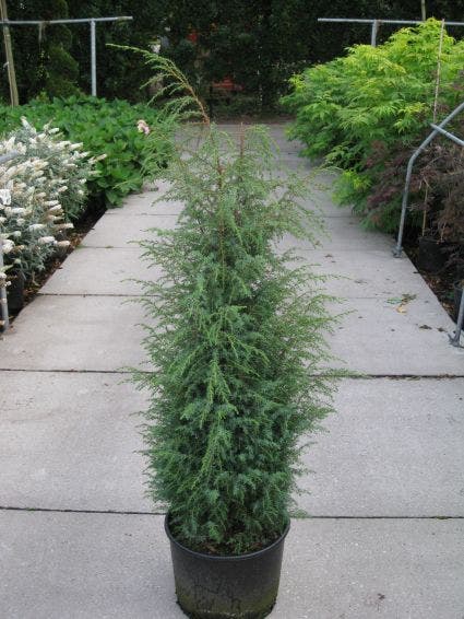  Jeneverbes (Juniperus Communis 'Hibernica')