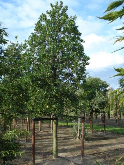  Hulst Als Boom (Ilex 'Nellie R. Stevens')