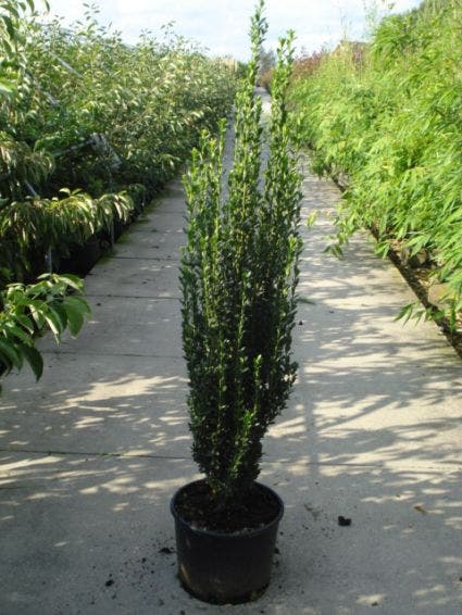  Japanse Hulst (Ilex Crenata 'Fastigiata')