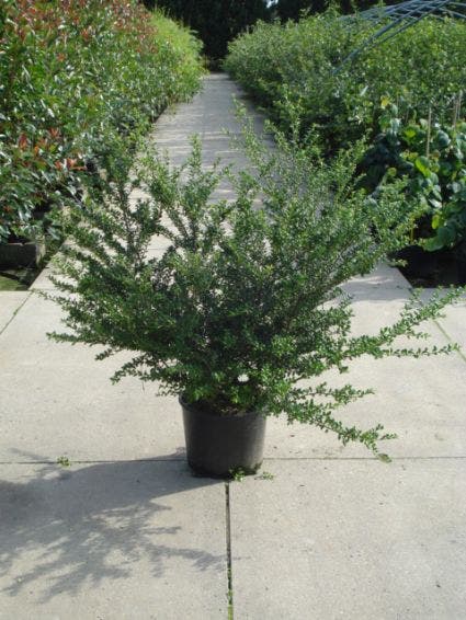  Chinese Hulst (Ilex Crenata 'Convexa')