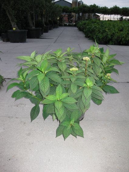  Hortensia (Hydrangea Serrata 'Bluebird')