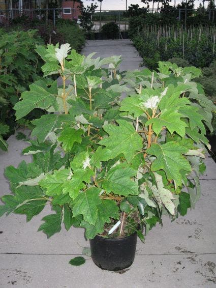  Eikenbladhortensia (Hydrangea Quercifolia)